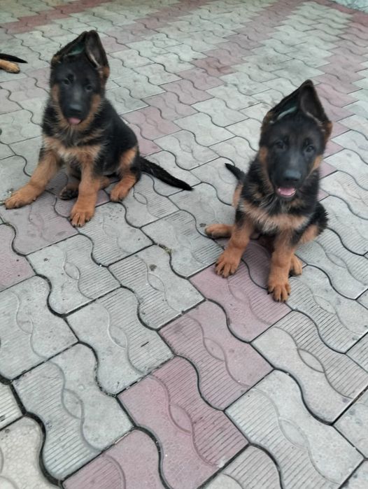 Щенки немецкой овчарки