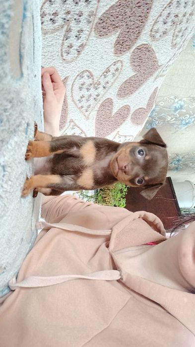 Мини Той Девачка