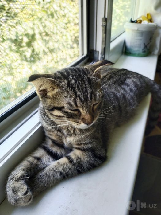 Отдам в хорошие и добрые руки