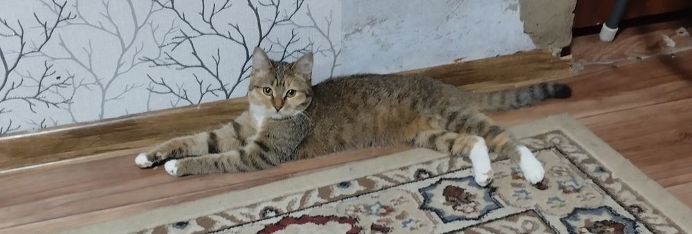 Отдам котенка девочка