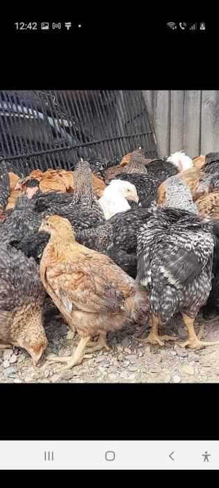 Avem pui rasa mixta pui alb de carne