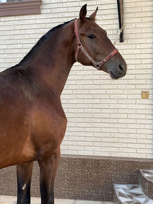 Конь 4 года Арловец