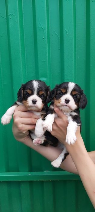 Кавалер кинг чарльз спаниель