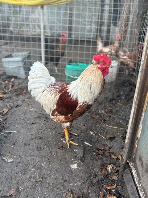 Продавам петли       .