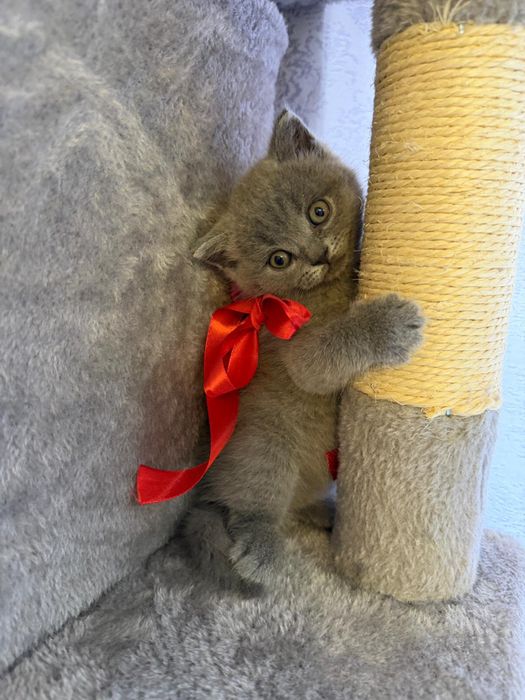 Pisici british foarte jugausi