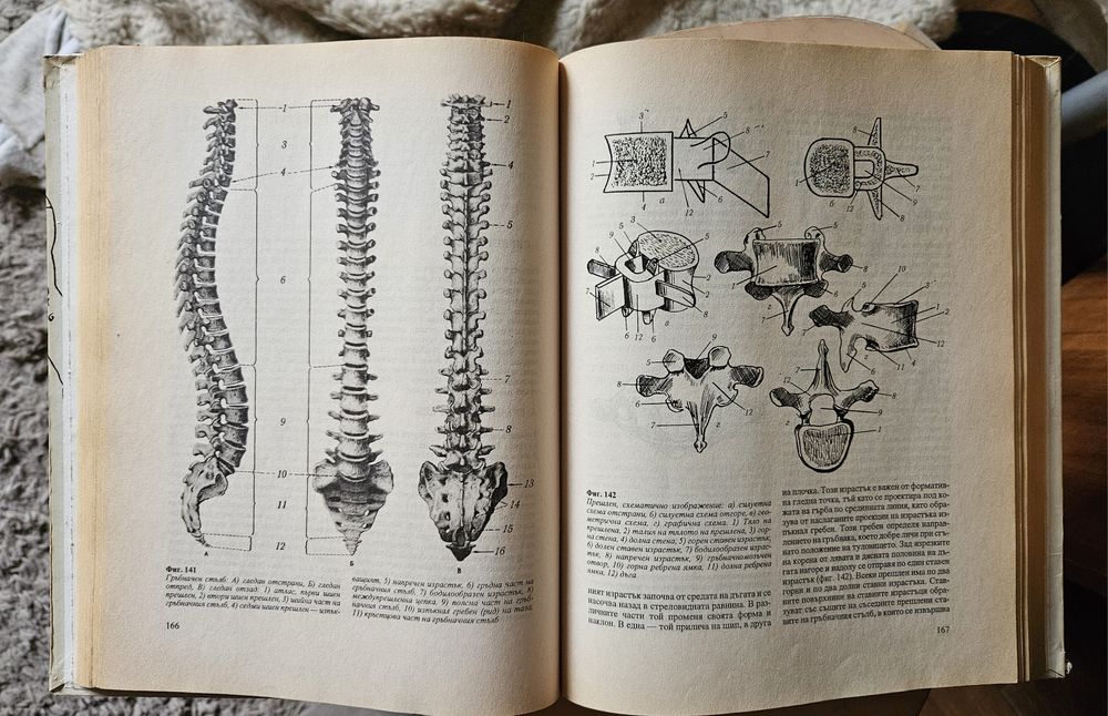 Пластична анатомия - Кръстю Чоканов