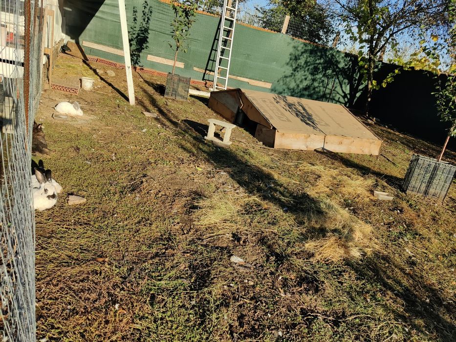 Iepuri rasa germana urias