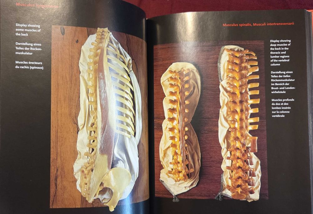 Encyclopaedia Аnatomica