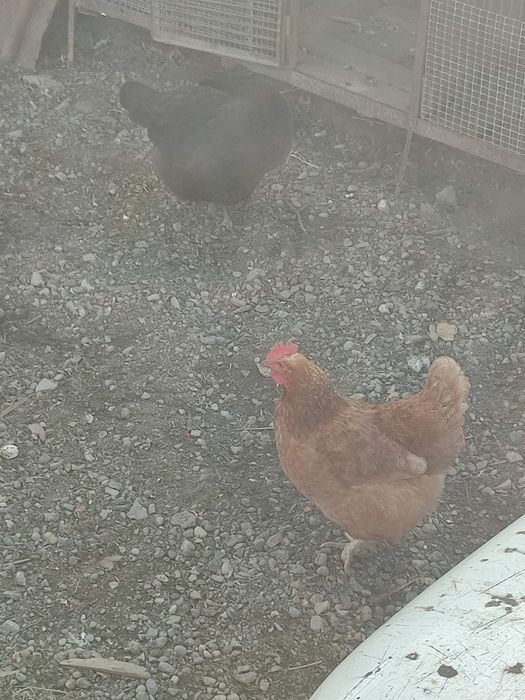 Инкубационные яйца домашних кур