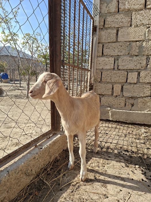 Занен сүтті ешкі и лақтар сатылады