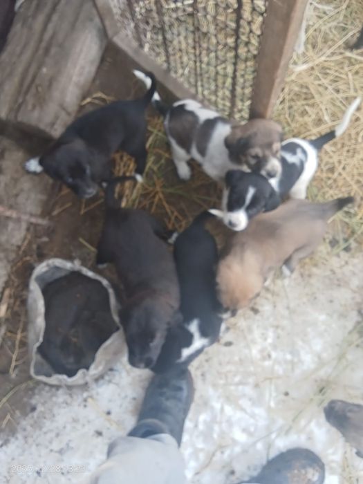 Тобет иттин кушиктери