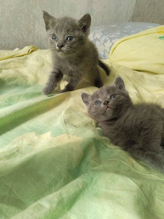 Продам котят помесь шотландского