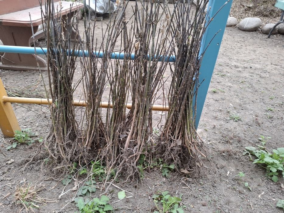 Саженцы Клёна 60 см