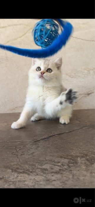 Британский котёнок