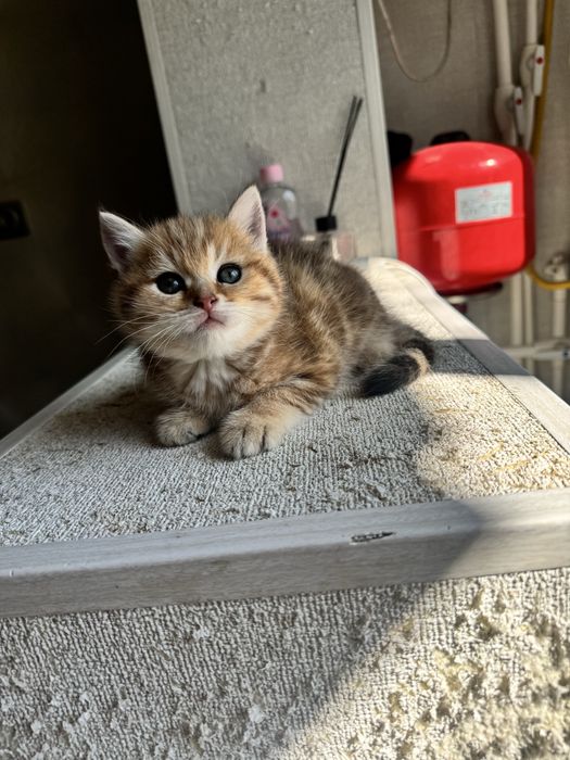 Пррдается котенок