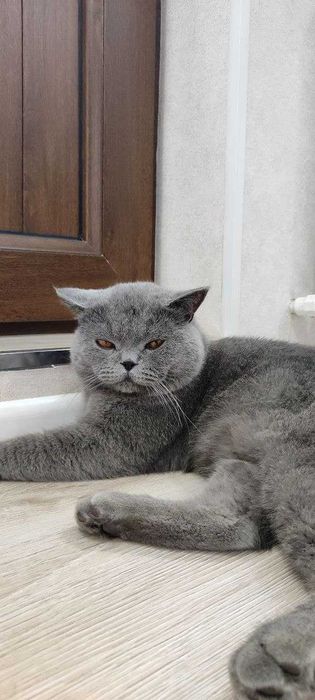 Вязка котов SOTILMIDI