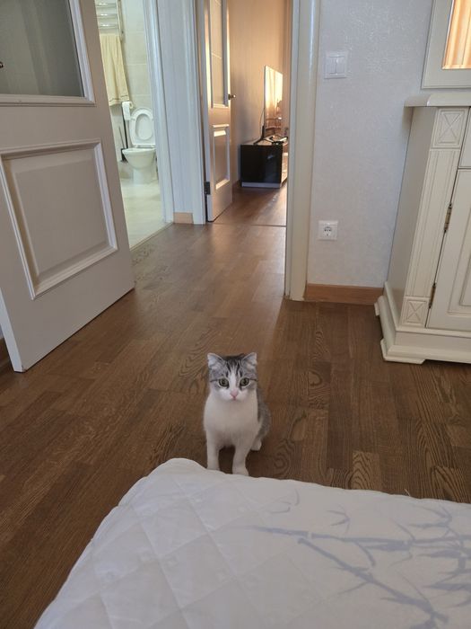 Отдам кошку в добрые руки