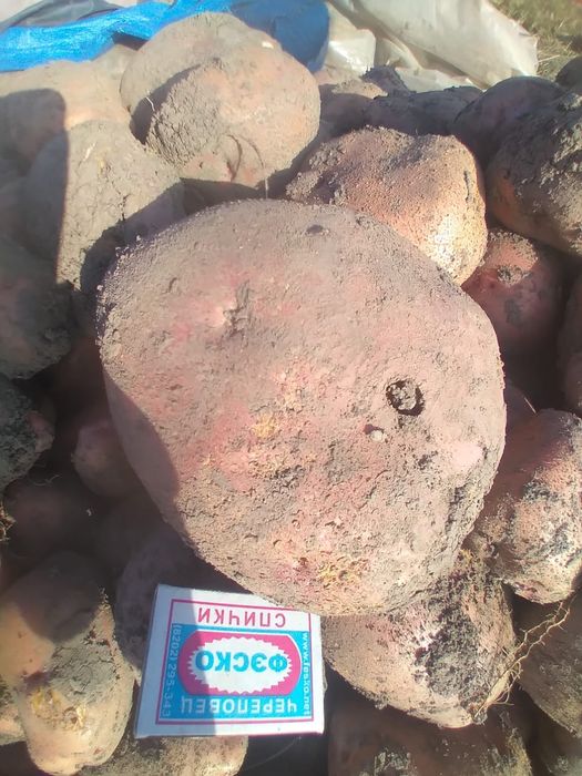 Домашний картофель