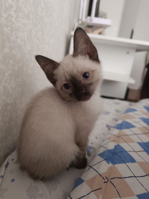 Отдам котика 2 месяца