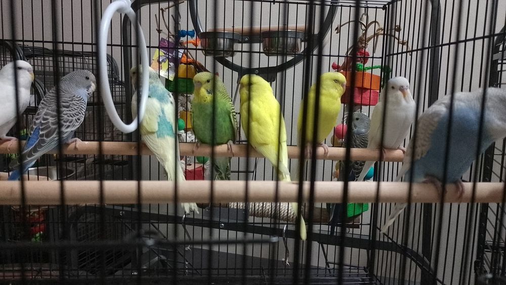 Вълнисти папагали