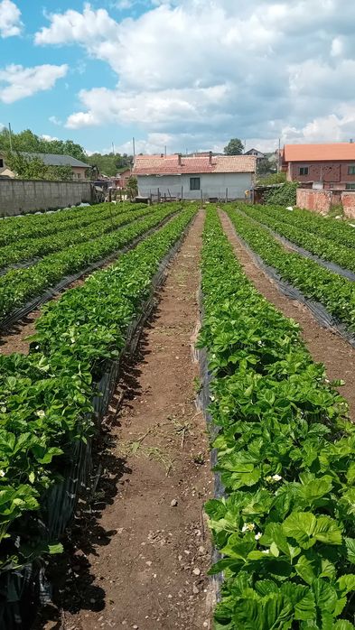 Разсад за ягоди подбрани сортовеотгледани с като био ягоди  6 сорта