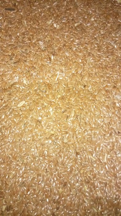 Продам семена льна