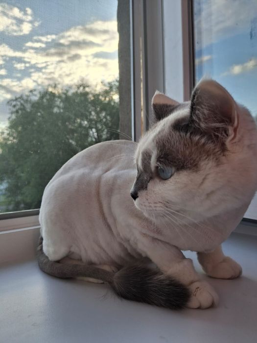 Стрижка, экспресс линька кошек