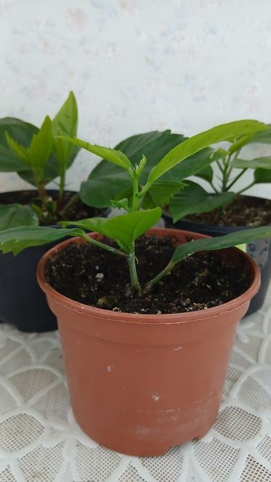 Продам комнатные цветы