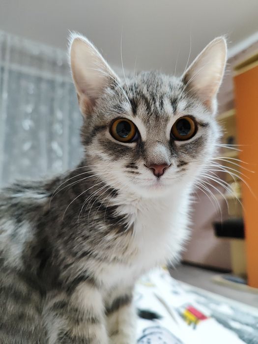 Отдам в хорошие руки