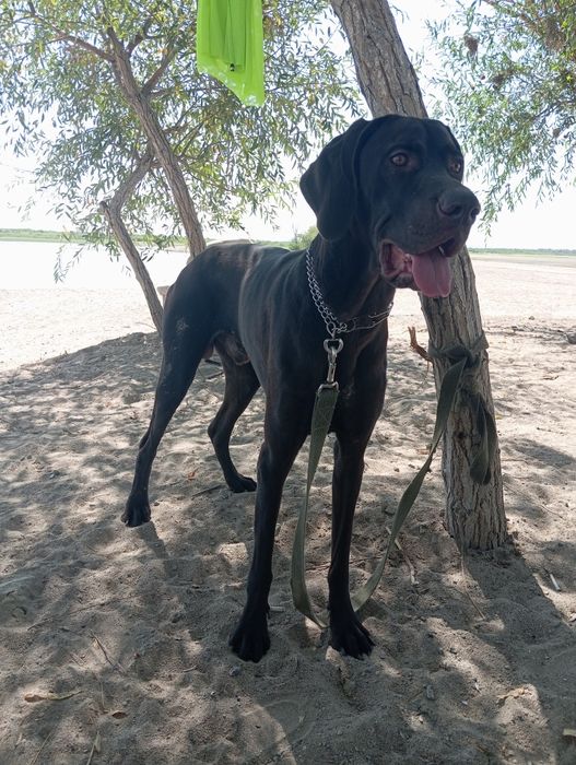 Курцхаар вязка бесплатно