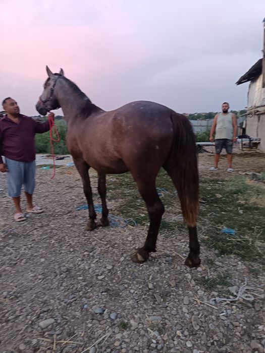 Vând un sur de 5 ani merge cum vrei fac și scb pentru re