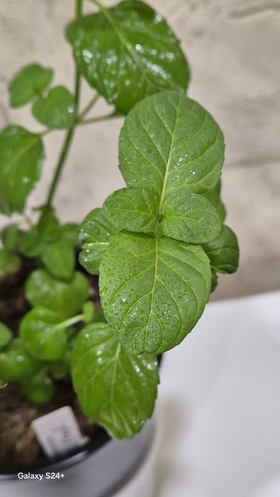 Мята комнатная Апельсиновый фреш