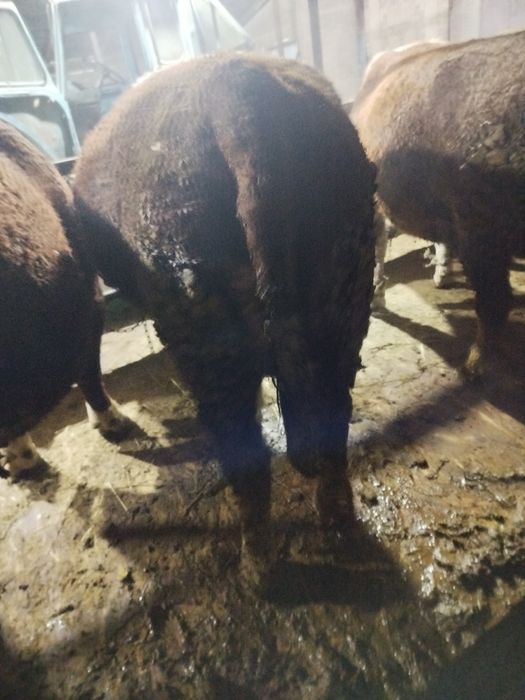 Бұқалар сатылады