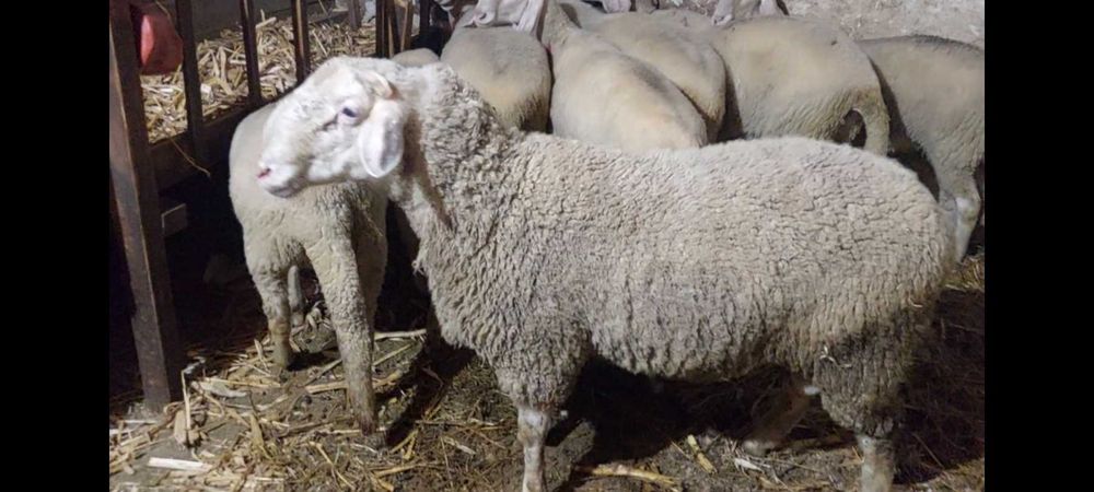 Коч.  Разплодник