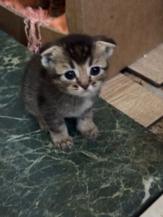 Продам котят шотланских веслоухих