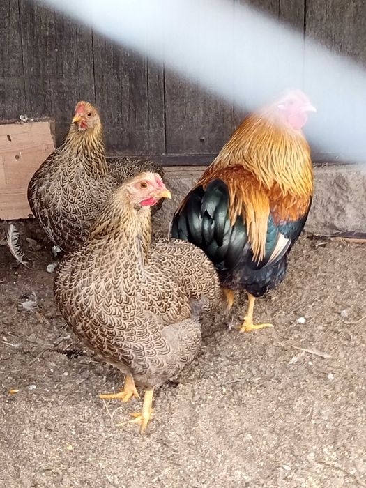 Vând doua găini și un cocoș Wyandotte pitic orange