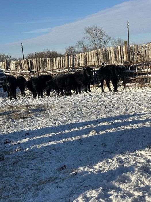 Продам тилята и толочки