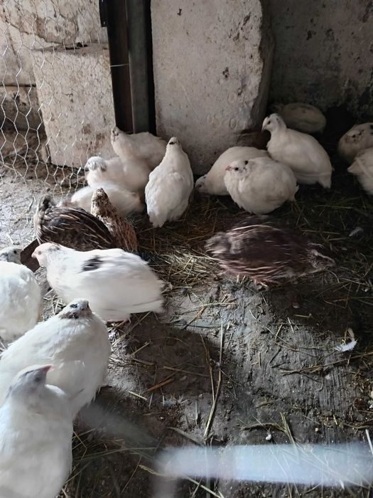 Prepelițe  polar albe