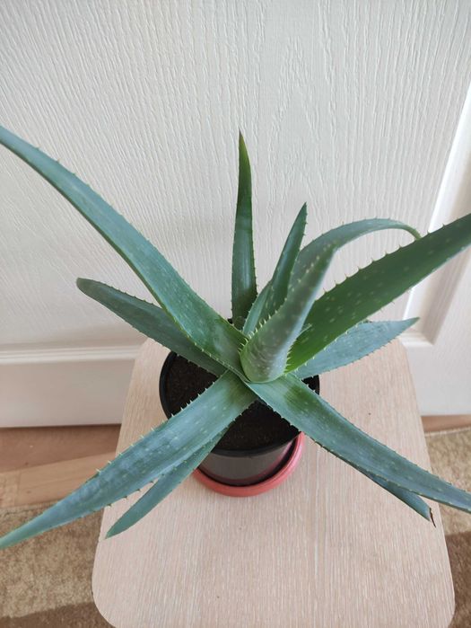 Алоэ лечебное по 1500