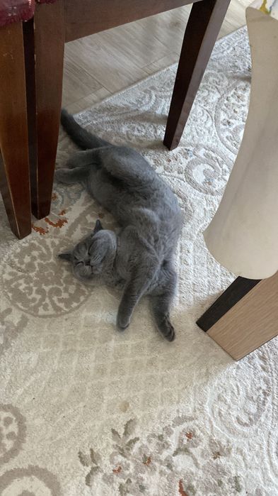 Британский вислоухий кот