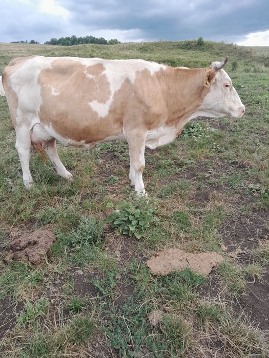 Vacă cu lapte de vânzare