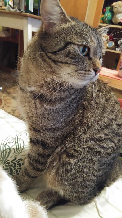 Вязка кота  срочно