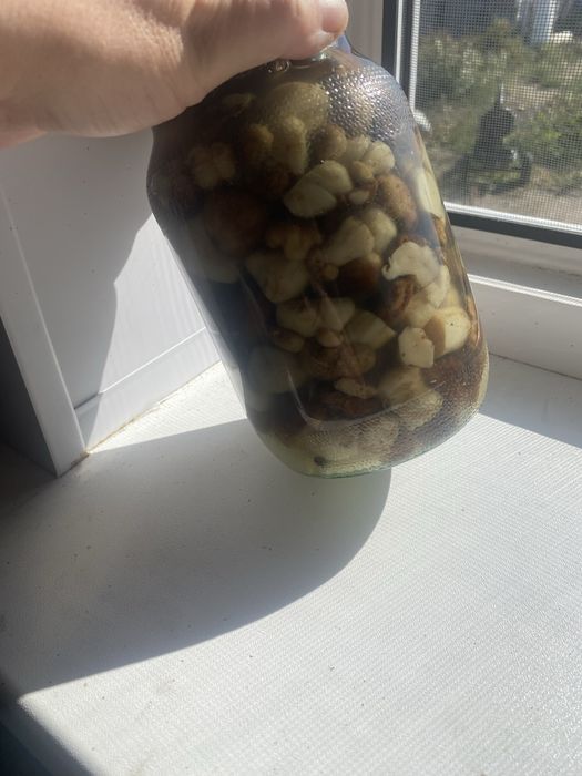 Грибы волуи свежей посолки