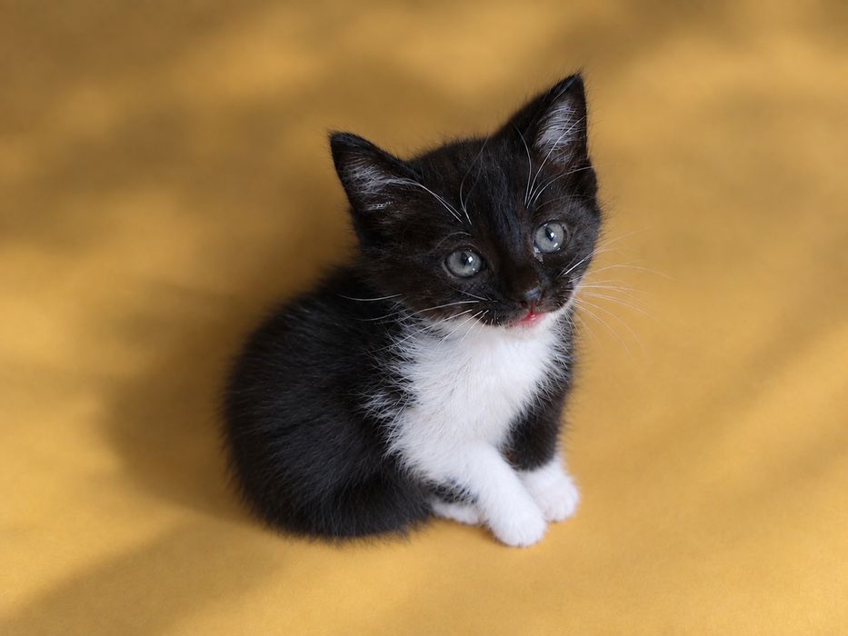 Котята бесплатно