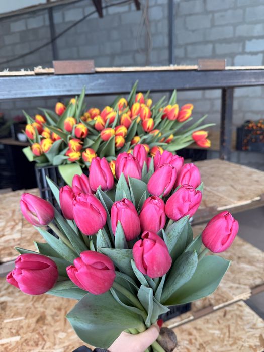 Свежие тюльпаны 420тг!/шт