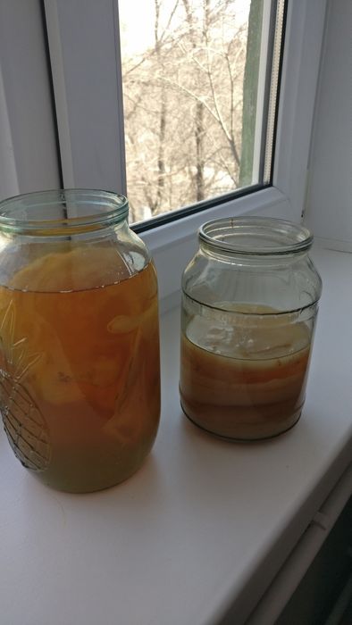 Продам чайный гриб. 1500. за плостину