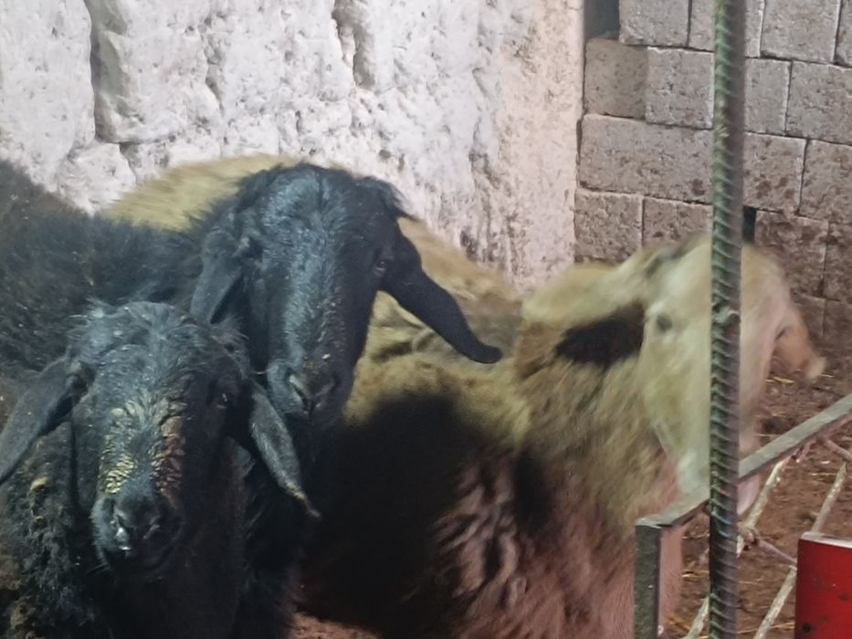 Қӯйлар сотилади 3 дона
