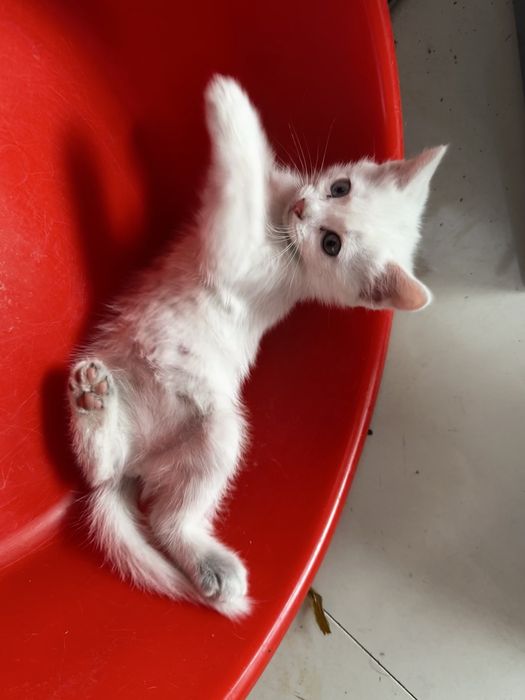 Отдам котят в хорошие руки
