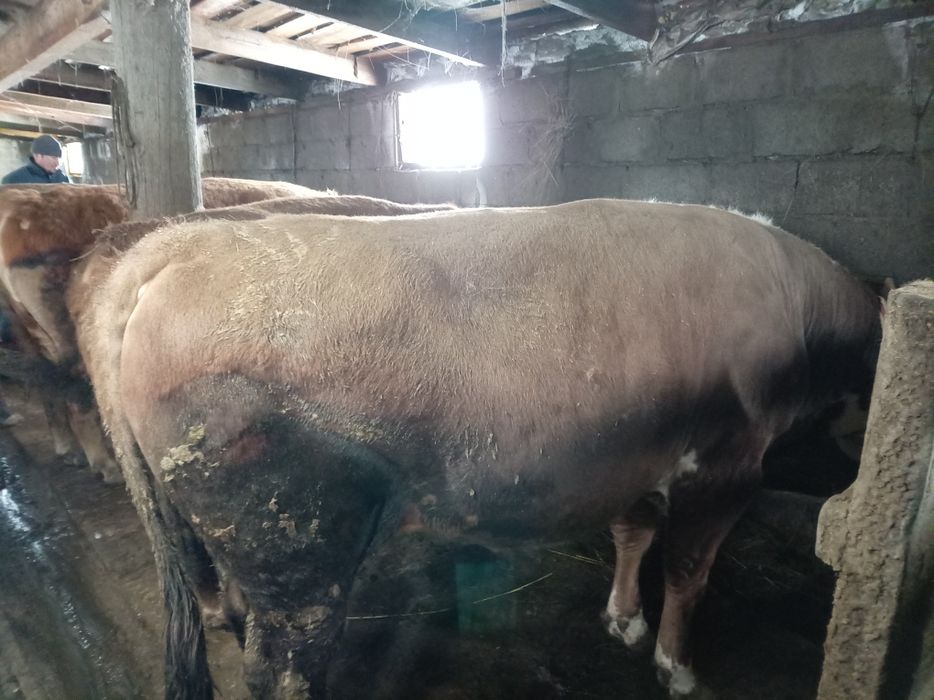 Продам бычки на откорме