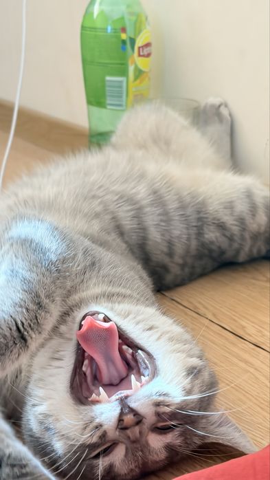 Отдам в добрые руки